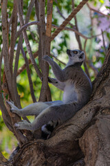  ring-tailed lemur on a tree