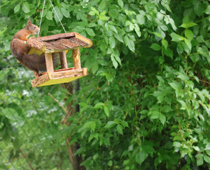 Eichhörnchen im Vogelhaus