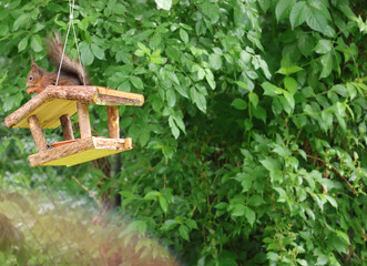 Eichhörnchen im Vogelhaus