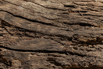  bark of a tree close up