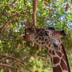 portrait of giraffe close up