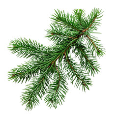 Green pine tree branch isolated on transparent background, natural conifer close-up, Ai Generation