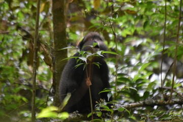 black crowned crane, monkey