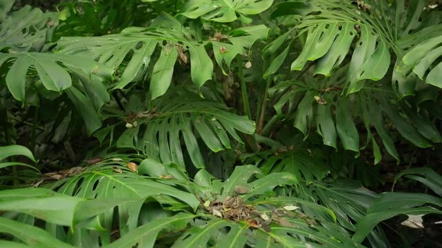Green monstera deliciosa plant leaves as camera pulls away slowly from close up. Wild plant in jungle or park or natural reserve. Strong green color in thick vegetation and foliage area in wilderness