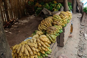 Rustic fruit market stall displays colorful ripe bananas in bunches. Ready for purchase. The...