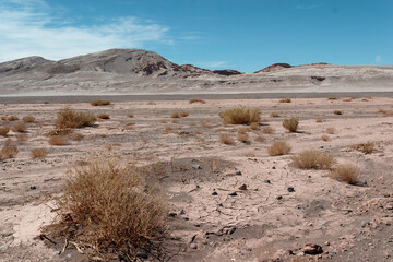 Sparse, dry vegetation grows in a desert lake bed, surrounded by arid mountains. Despite extreme conditions, plants survive, showing resilience. Explore the wild beauty of the american southwest