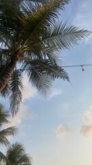 Obraz premium Palm tree sky