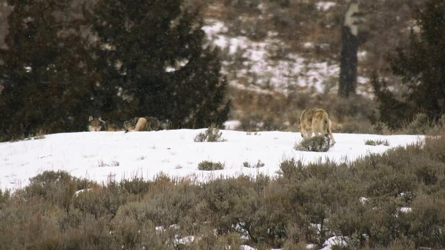 Wolf Pack Greeting each other in deep snow in Yellowstone National Park