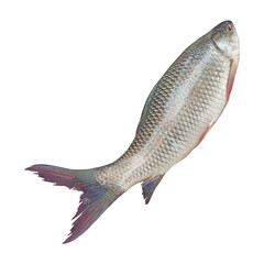 Fresh Labeo rohita Fish Stock Photo