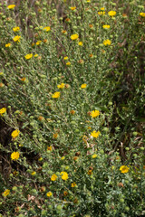 A bush that has an abundance of vibrant yellow flowers and lush green leaves