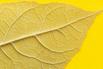 Obraz premium close up of leaf