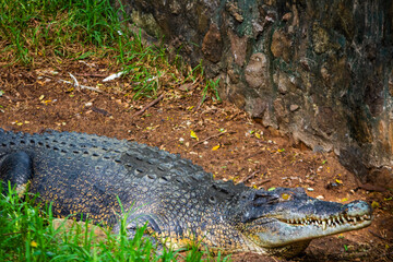 Fototapeta premium Giant crocodile. Picture clicked at Muttu Kadu Crocodile Park, Tamil Nadu, South India, India