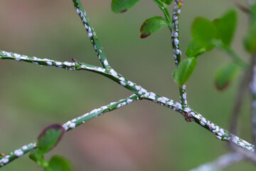 Black willow bark louse or cottonwood scale, Chionaspis salicis, on berries Vaccinium. Soft scales,...