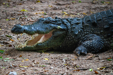 Fototapeta premium Giant crocodile. Picture clicked at Muttu Kadu Crocodile Park, Tamil Nadu, South India, India
