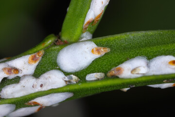 Black willow bark louse or cottonwood scale, Chionaspis salicis, on berries Vaccinium. Soft scales,...