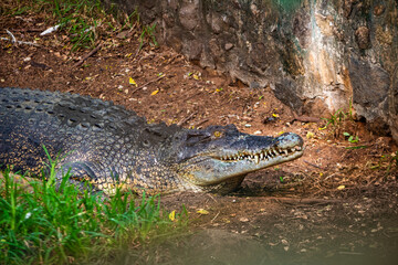 Obraz premium Giant crocodile. Picture clicked at Muttu Kadu Crocodile Park, Tamil Nadu, South India, India