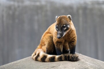 座って見つめるアカハナグマのポートレート