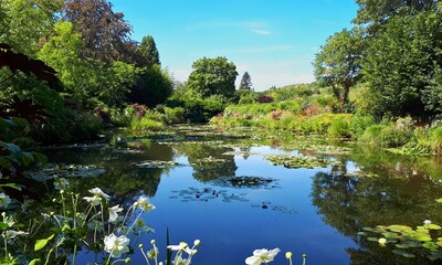 waterlilies