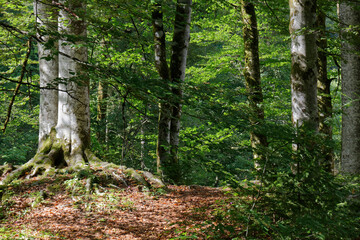 Trail in a forest in Slovenia during summer, with the sunlight filtering through