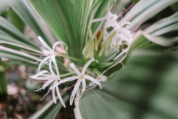 Obraz premium Crinum asiaticum, commonly known as poison bulb, giant crinum lily, grand crinum lily