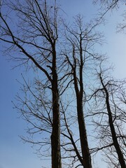 winter tree, bare tree, tree branches with blue sky and sun
