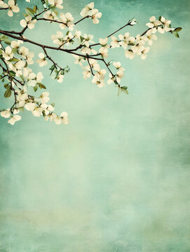 Fototapeta Vintage teal cherry blossom branch spring floral watercolor artistic elegant nature background pastel delicate botanical serene romantic overlay feminine illustration classic design textured