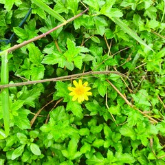 leaves and flowers