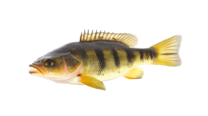 Perch fresh water fish  png isolated on transparent background