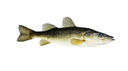 Fototapeta premium Walleye fresh water fish png isolated on transparent background