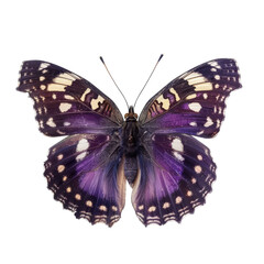 Purple Emperor Butterfly Insect Isolated on Transparent or White Background, PNG