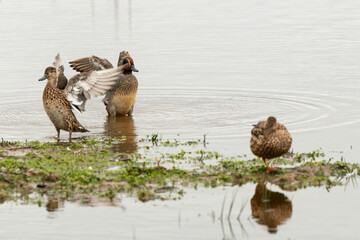 Sarcelle d'hiver,.Anas crecca, Eurasian Teal,