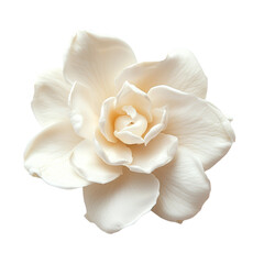 White flower on white background