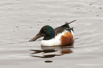 Canard souchet, male,.Anas clypeata, Northern Shoveler,
