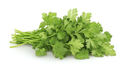 Fresh green cilantro herb with vibrant leaves, perfect for culinary use and garnishing dishes.