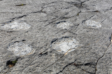 Real dinosaur footprints close up imprinted in the rock, Ourém Portugal