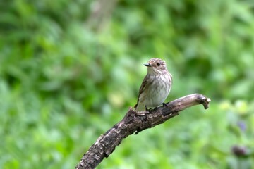 spotted flycatcher or Muscicapa striata a passage migrant Manori, Mumbai, India