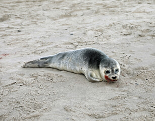 seal stranded on the seashore with its mouth red with blood after eating fish