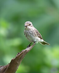 spotted flycatcher or Muscicapa striata a passage migrant Manori, Mumbai, India