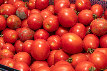 Closeup view of a freshly picked tomatoes	
