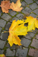Colorful yellow and orange autumn leafs laying on a cobblestone walkway.