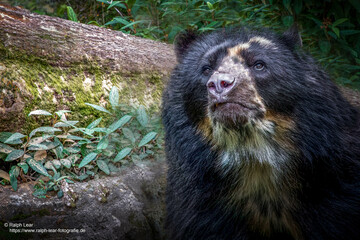 close-up of a spectacled south american black bear in a colorful forest
