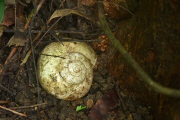 white big snail shell after death on dirt in forest