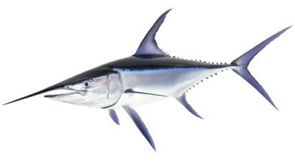 Swordfish saltwater fish png isolated on transparent background