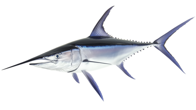Swordfish saltwater fish png isolated on transparent background