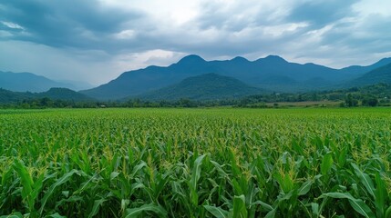 Fototapeta premium green corn field,agriculture plantation with mountain background ,generative ai