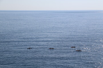 Obraz premium seagulls on the sea