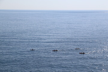 Fototapeta premium seagulls in the sea