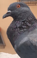 Original name(s): Closeup View of Homing Pigeon Bird