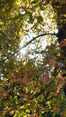 Fototapeta premium A simple walk in the city