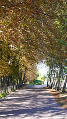 A simple walk in the city
